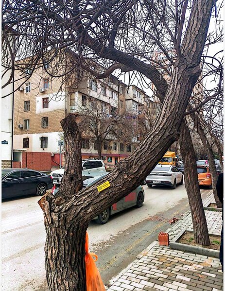 Bakıda ağacları kim kəsib? - Video-Fotolar-Yenilənib
