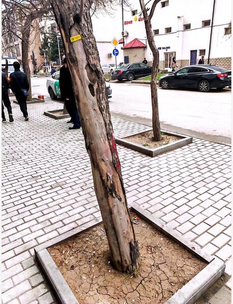Bakıda ağacları kim kəsib? - Video-Fotolar-Yenilənib