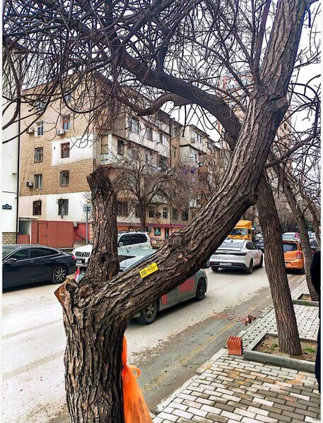 Bakıda ağacları kim kəsib? - Video-Fotolar-Yenilənib