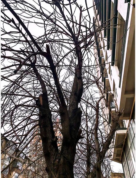 Bakıda ağacları kim kəsib? - Video-Fotolar-Yenilənib