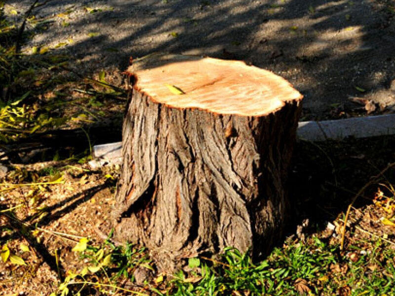 Təbiətə 30 min manatdan çox ziyan vuruldu