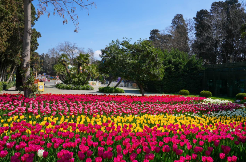 Sumqayıt Şəhər İcra Hakimiyyəti 1 milyon manatlıq gül alır