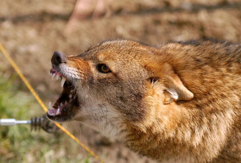 Ucarda vəhşi heyvan sakinlərə HÜCUM EDİB: Xəsarət alanların vəziyyəti açıqlandı - FOTO
