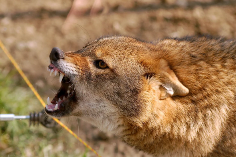"Üstümə cumdu, barmağımın bir hissəsini qopardı" - Ucarda çaqqal hücumunun yeni TƏFƏRRÜATI