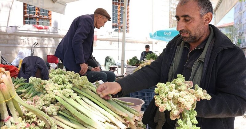 İldə yalnız bir dəfə çıxır, min bir dərdə şəfa olduğu deyilir - VİDEO