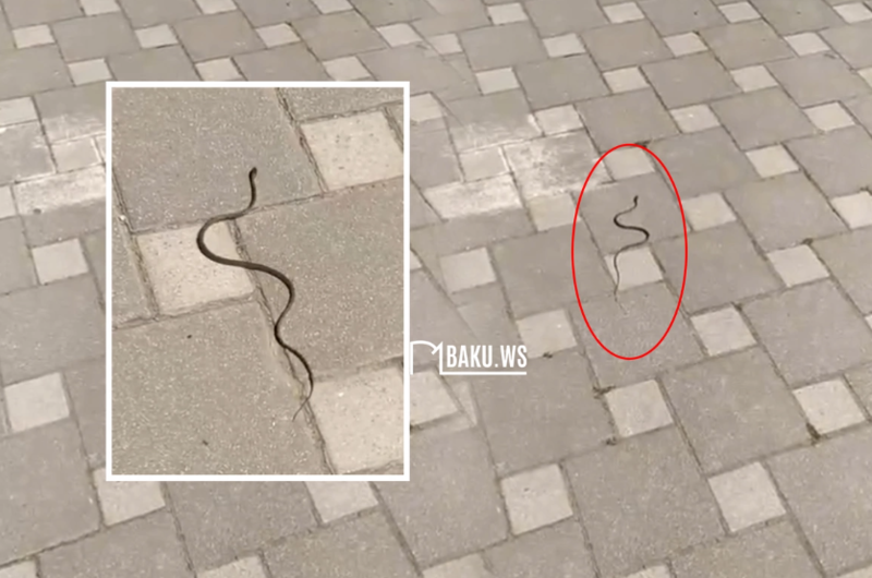 Bakı məktəbində ilan peyda oldu - Valideynlər QORXU İÇİNDƏ