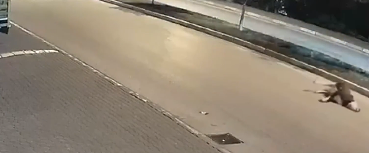 Qəfil yola çıxan inək motosiklet qəzasına səbəb oldu - VİDEO