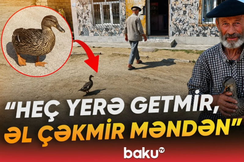 Lənkəranda qeyri-adi ördək: Tənha sahibinin yanından ayrılmır - VİDEO