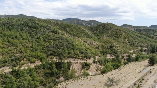 14 il öncə külə dönən meşə yenidən canlanıb - FOTOLAR