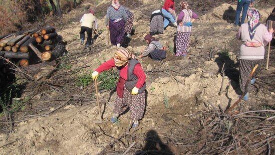 14 il öncə külə dönən meşə yenidən canlanıb - FOTOLAR