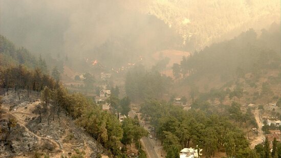 14 il öncə külə dönən meşə yenidən canlanıb - FOTOLAR