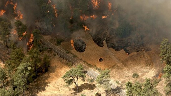 14 il öncə külə dönən meşə yenidən canlanıb - FOTOLAR