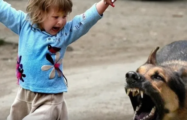 İtlər 10 yaşlı uşağı parçaladı