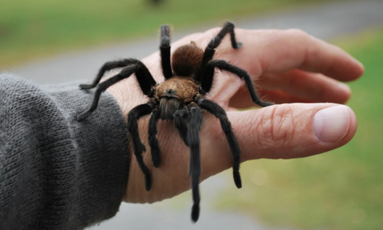Hörümçəyi öldürmək istədi - 16 hektar meşəni yandırdı - FOTO