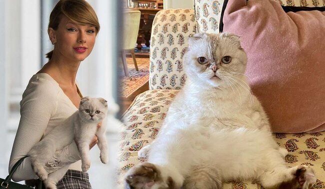 Pişiyinin sərvəti 97 milyon dollardır - FOTO