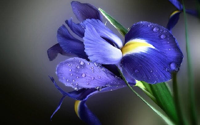 Novruzun gəlişini gözəlliyi ilə qarşılayan çiçəkdən yaralara MƏLHƏM - RESEPT-FOTO