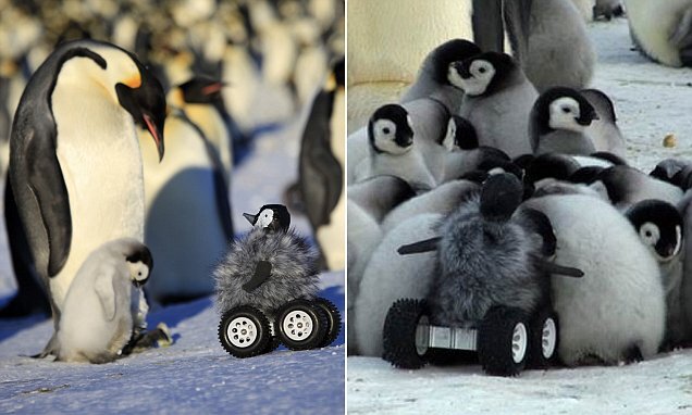 20 000 pinqvini izləyən robot pinqvin