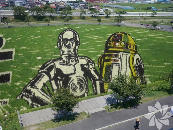 Sənət əsərinə çevrilən düyü tarlaları - FOTO