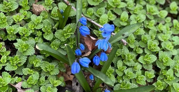 Ağsuda bitən Sibir Zümrüdçiçəyi - FOTO
