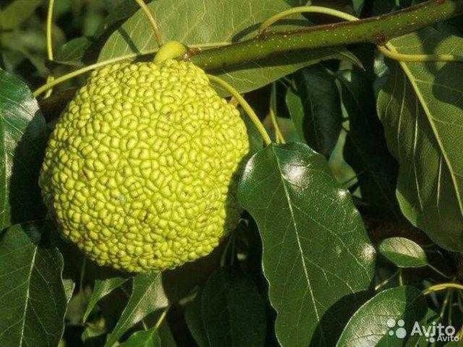 Parklarımızda bitən "meymun alması"nı yığın - FAYDASI VAR - FOTO-VİDEO