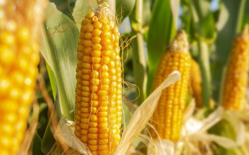 Cəlilabadda təkrar əkilən qarğıdalı sahələri bu il artırılıb