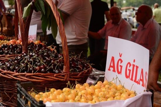 Azərbaycanda ilk dəfə "Albalı və gilas" festivalı keçirilib - FOTO