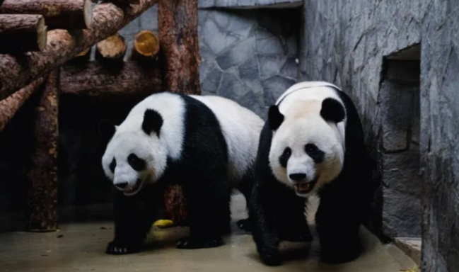 İki böyük panda Çindən ABŞ-yə aparılıb