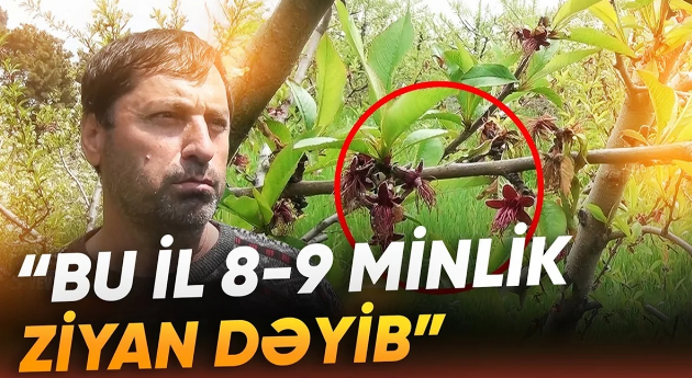Qeyri-sabit hava fermerləri çətin vəziyyətə saldı: Meyvə BAHALAŞACAQ? - VİDEO