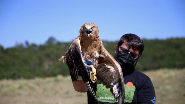 Rusiyada bəzi ekzotik heyvanların evdə saxlanması qadağan edildi