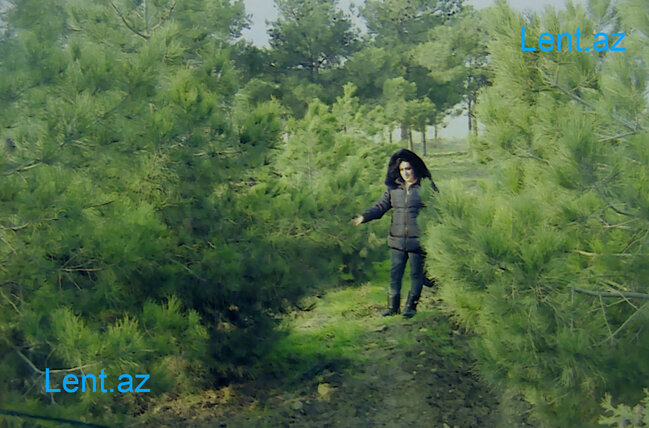 Küçədə cinsi əlaqədə olan avtobus sürücüsünü öldürdülər - Bakıda ŞOK CİNAYƏT