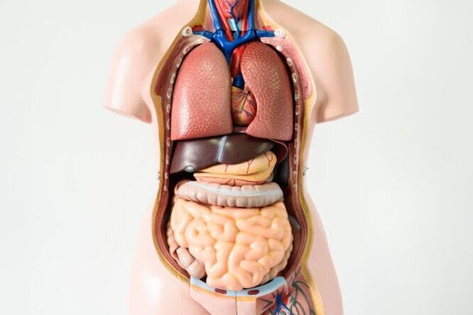 İnsanın nə qədər yaşayacağı bu orqandan asılıdır