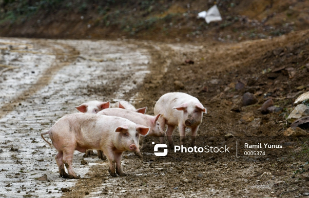 İspaniyada donuz taunu: 30 ildən sonra ilk dəfə aşkarlandı
