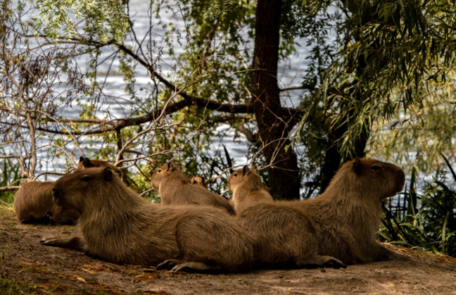 Nəhəng gəmiricilər bir qəsəbəni "ələ keçirdi" - FOTO