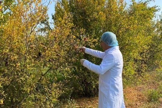 AQTA bir neçə rayonda fitosanitar monitorinqlər aparıb - FOTO