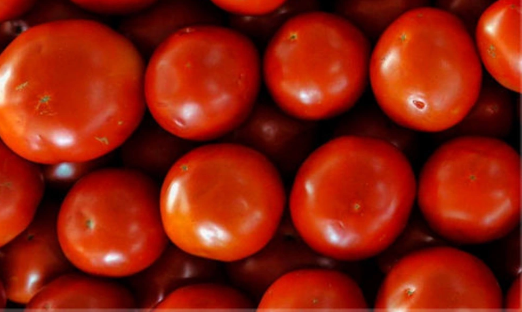 Bazarlarda pomidor qıtlığının SƏBƏBLƏRİ