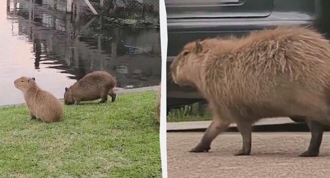 Nəhəng gəmiricilər bir qəsəbəni "ələ keçirdi" - FOTO