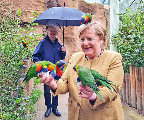 Merkel parkda quşları bəsləyərkən tutuquşunun "hücumuna" məruz qaldı - FOTO