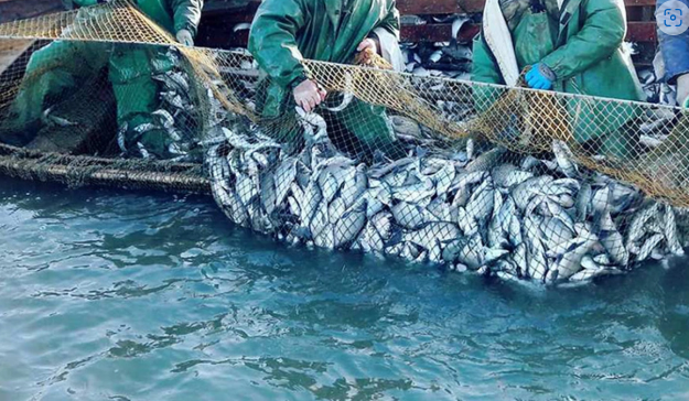 Bu gündən balıq ovuna qoyulan qadağa qüvvədən düşür