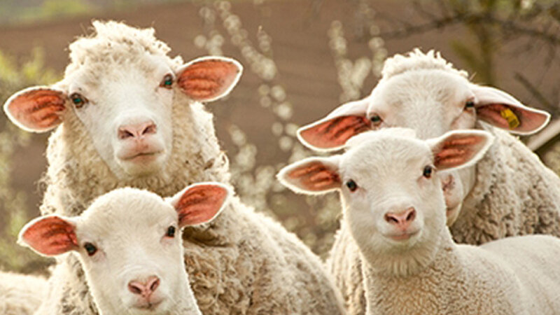 Bakıda çoban müdirinin qoyunlarını oğurladı