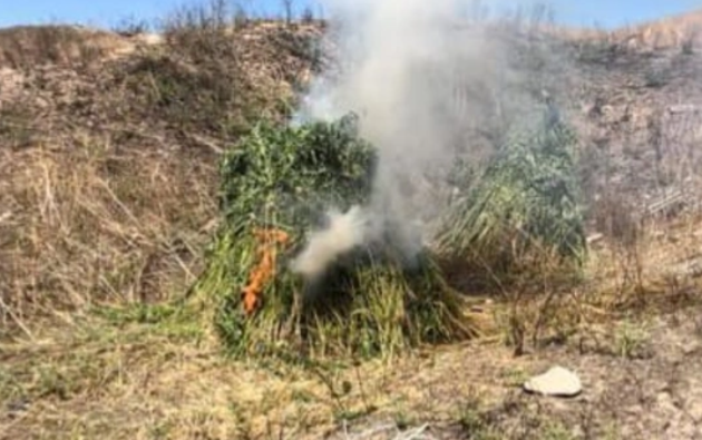 Füzulidə üç tondan artıq yabanı çətənə bitkisi məhv edilib