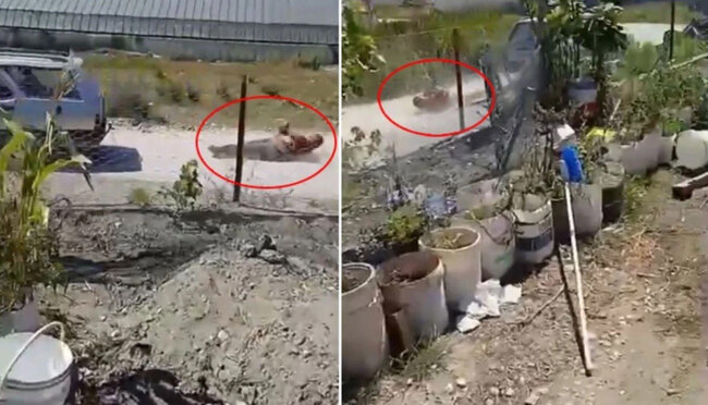 Qonşu itə görə qonşusunu maşınına bağlayıb sürüdü - ANBAAN VİDEO