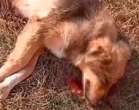 Azərbaycanda vətəndaş itləri güllələdi - FOTO/VİDEO