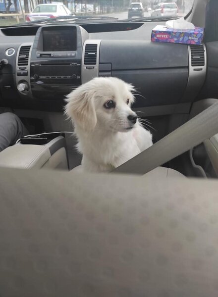 Bakıda taksi çağıran oğlan maraqlı mənzərə ilə qarşılaşdı - FOTOLAR