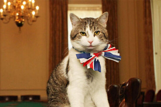 Pişik tülkünü Britaniya baş nazirinin iqamətgahından qovdu – VİDEO