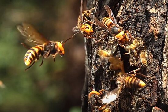 Arılar onları narahat edən şəxsi öldürdülər