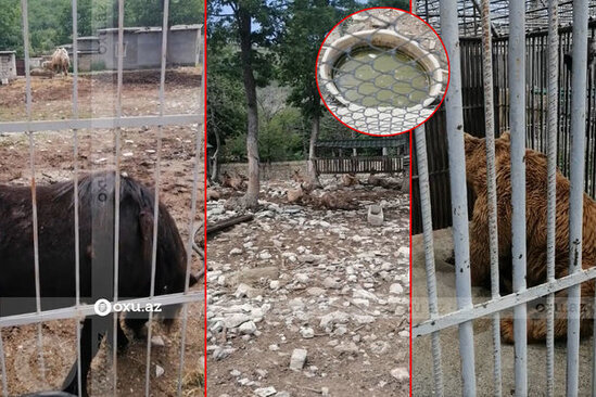 Vəhşi heyvanların insanların əyləncə məkanlarında çəkdikləri cəhənnəm əzabı - ARAŞDIRMA