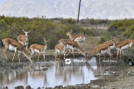 Azərbaycanda ilk dəfə yaranan milli parklar: Bu gün giriş pulsuzdur
