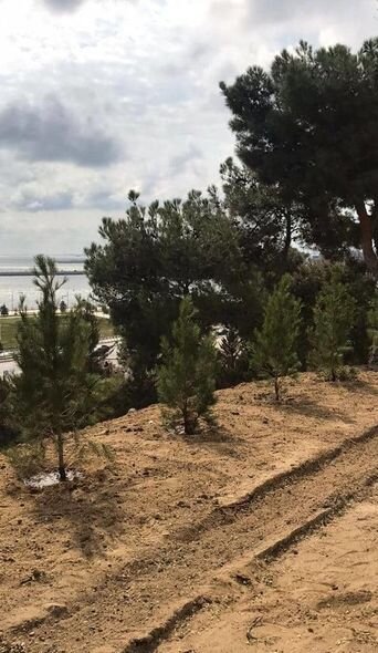 Bakıda küləyin aşırdığı ağacların yerində yeniləri əkildi – FOTO