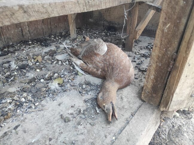 Şabrandakı yanğında 13 ev yandı - FOTOLAR