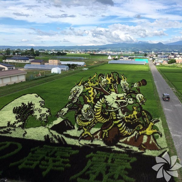 Sənət əsərinə çevrilən düyü tarlaları - FOTO